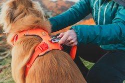 Ruffwear Front Range Harness - Orange - Image 5
