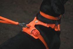 Ruffwear Front Range Harness - Orange - Image 6
